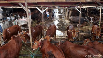Dharma Jaya Targetkan Pasok 900 Sapi untuk Idul Adha di Jakarta