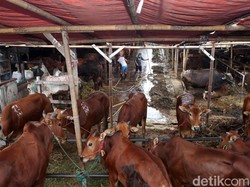 7 Contoh Sertifikat Qurban dan Cara Membuatnya dengan Mudah via Canva
