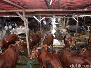 7 Contoh Sertifikat Qurban dan Cara Membuatnya dengan Mudah via Canva 7 Contoh Sertifikat Qurban dan Cara Membuatnya dengan Mudah via Canva