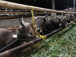 Beli Qurban Online Pakai Pay Later, Memang Sah?