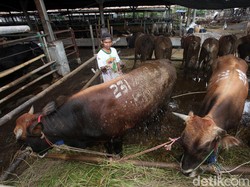 Mau Beli Qurban Online? Begini Caranya