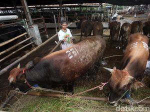 Mau Beli Qurban Online? Begini Caranya Mau Beli Qurban Online? Begini Caranya