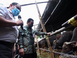 Wagub DKI Pantau Hewan Kurban