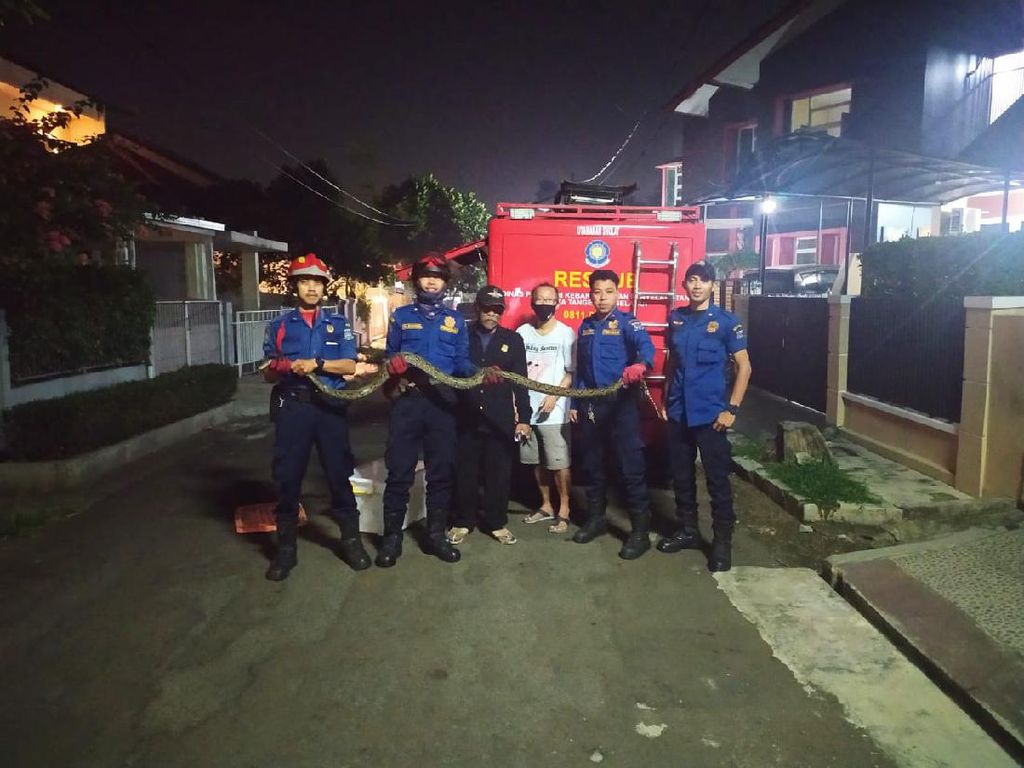Damkar Evakuasi Sanca 3 Meter yang Ngumpet di Bawah Kasur Warga Tangsel Damkar Evakuasi Sanca 3 Meter yang Ngumpet di Bawah Kasur Warga Tangsel