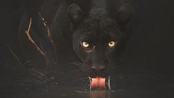7 Foto Black Panther yang Tampan