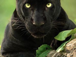 Cerita Fotografer yang Terobsesi dengan Black Panther Cerita Fotografer yang Terobsesi dengan Black Panther
