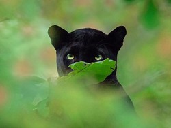 Jabar Sepekan: Macan Kumbang Vs Warga hingga Insiden Manis di Bibir