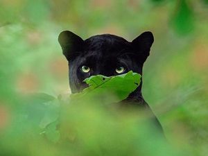 Jabar Sepekan: Macan Kumbang Vs Warga hingga Insiden Manis di Bibir Jabar Sepekan: Macan Kumbang Vs Warga hingga Insiden Manis di Bibir