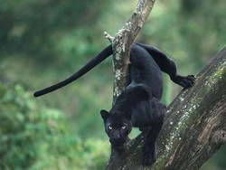 BBKSDA Jabar Turun Tangan Usai Macan Kumbang Serang Warga Sumedang