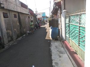 Heboh! Penampakan Seekor Babi Jalan-jalan di Tarumanegara Depok