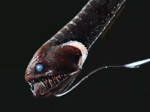 Ilmuwan Temukan Ikan Langka Hitam Bertampang Seram