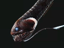 Ilmuwan Temukan Ikan Langka Hitam Bertampang Seram