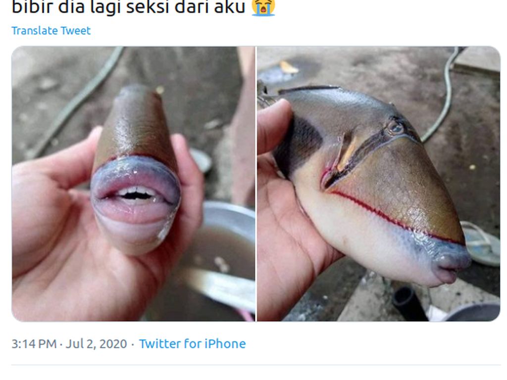 Ikan Ini Bikin Heboh Karena Deretan Giginya Mirip Manusia!