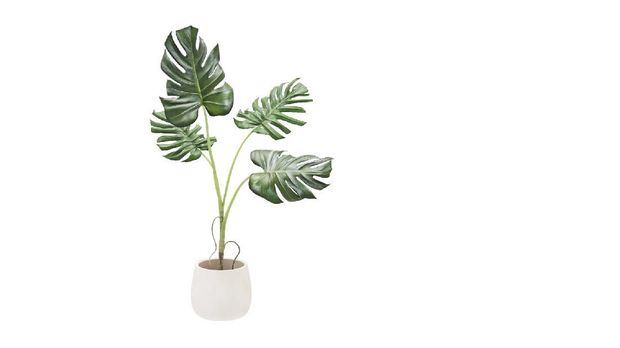 Decorative monstera tree planted white ceramic pot isolated on white background. 3D Rendering, Illustration.