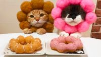 Gemasnya! Ini Kibimomo, Kucing yang Suka Pakai Kostum Makanan