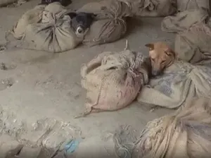 Tak Hanya China, Pasar Tradisional di India Masih Jual Daging Anjing