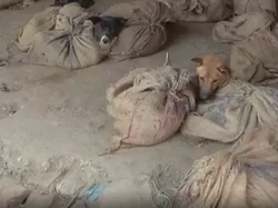 Tak Hanya China, Pasar Tradisional di India Masih Jual Daging Anjing