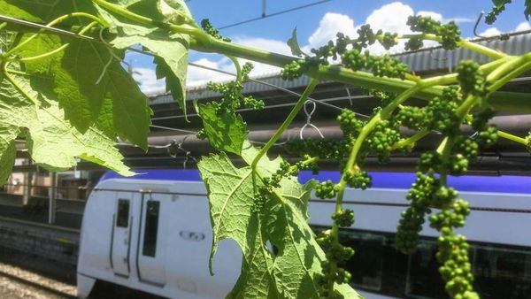 Potret Peron Stasiun Kereta Jepang yang Disulap Jadi Kebun Anggur