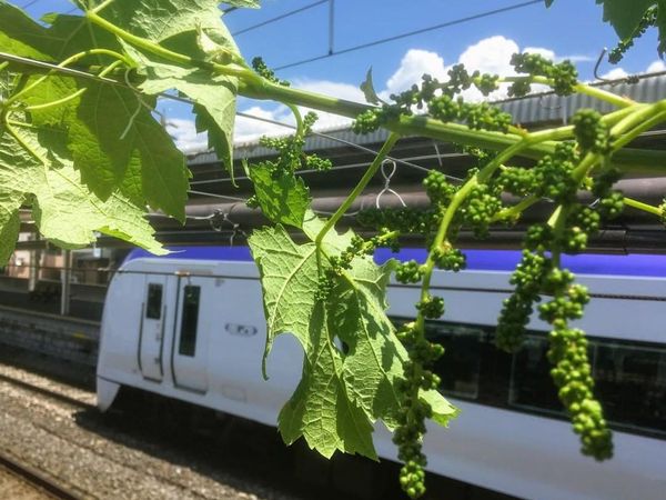 Potret Peron Stasiun Kereta Jepang yang Disulap Jadi Kebun Anggur