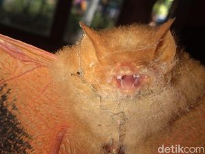 Tentang Kelelawar Oranye yang Nyelonong ke Rumah Warga Klaten