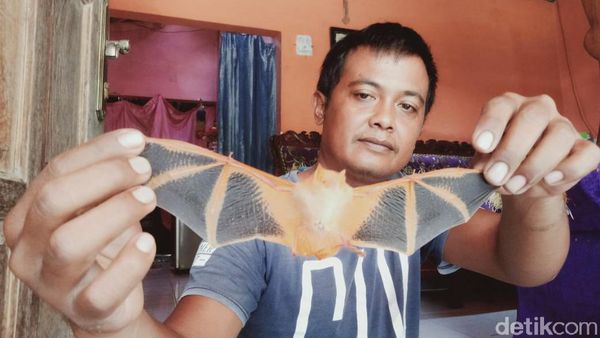 Ditemukan Kelelawar Unik Berwarna Oranye di Klaten