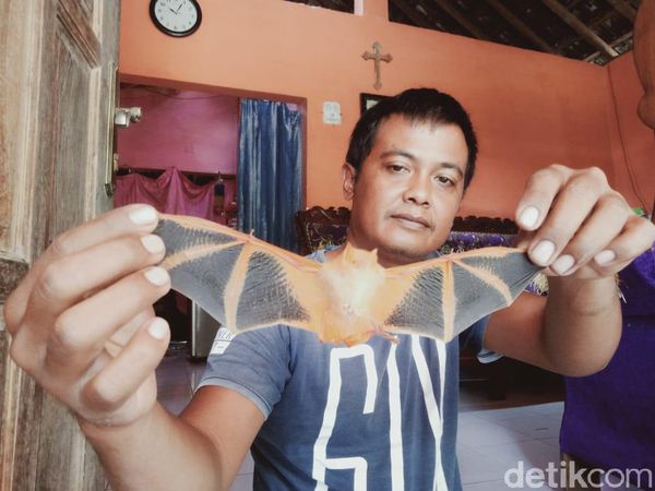 Ditemukan Kelelawar Unik Berwarna Oranye di Klaten