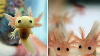 10 Foto Bayi Hewan yang Kemungkinan Belum Pernah Kamu Lihat, Gemes!