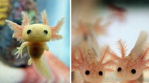 10 Foto Bayi Hewan yang Kemungkinan Belum Pernah Kamu Lihat, Gemes!