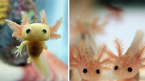 10 Foto Bayi Hewan yang Kemungkinan Belum Pernah Kamu Lihat, Gemes!