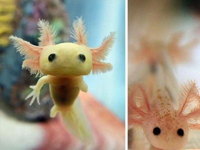 10 Foto Bayi Hewan yang Kemungkinan Belum Pernah Kamu Lihat, Gemes!