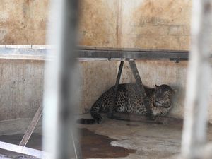 Kembali Sehat, Macan Tutul Abah Siap Huni Gunung Sawal