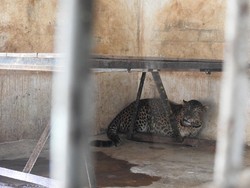 Kembali Sehat, Macan Tutul Abah Siap Huni Gunung Sawal