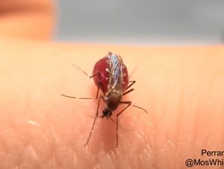 Azab Nyamuk Rakus Hisap Darah, Tubuhnya Meletus