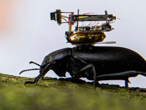 Peneliti Ciptakan Kamera Super-Mini yang Bisa Dipasang di Punggung Kumbang