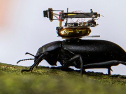 Peneliti Ciptakan Kamera Super-Mini yang Bisa Dipasang di Punggung Kumbang