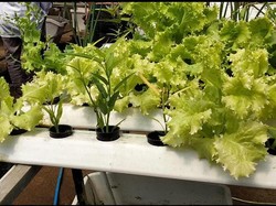 Sepi Turis, Warga di Lombok Tengah Bertahan Hidup Jual Tanaman-Kurungan Ayam