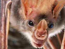 Waspada Munculnya Penyakit-penyakit Zoonosis Jenis Baru