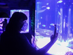 Jakarta Aquarium Dibangun di Dalam Mal, Kenapa Ya?