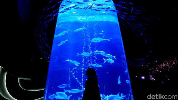 Yuk, Cobain Sensasi Wisata Biota Laut di Dalam Mal