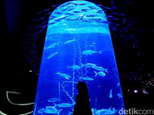 Yuk, Cobain Sensasi Wisata Biota Laut di Dalam Mal