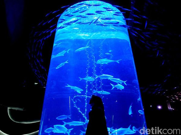 Yuk, Cobain Sensasi Wisata Biota Laut di Dalam Mal