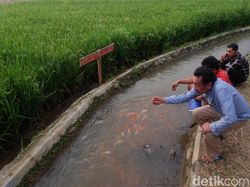 Kena PHK Gegara Corona, Pemuda Ini Sulap Saluran Irigasi Jadi Kolam Koi