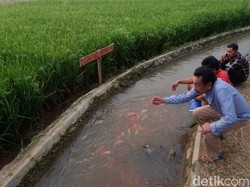 Kena PHK Gegara Corona, Pemuda Ini Sulap Saluran Irigasi Jadi Kolam Koi
