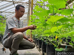 Cerita Eks TKI yang Kini Jadi Konsultan, Bermimpi Cetak Petani Milenial