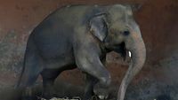 Kaavan, Si Gajah Kesepian di Pakistan Akan Dipindahkan ke Kamboja