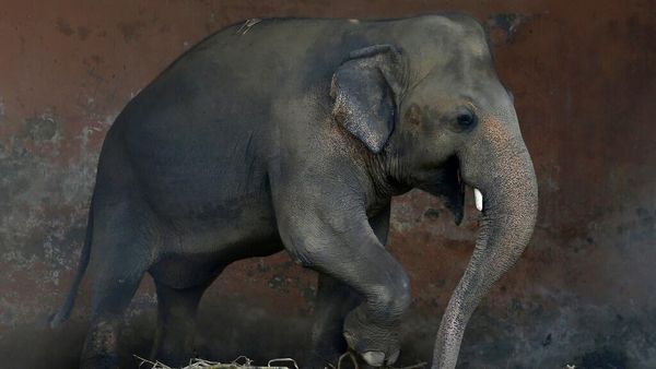 Kaavan, Si Gajah Kesepian di Pakistan Akan Dipindahkan ke Kamboja