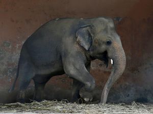 Kaavan, Si Gajah Kesepian di Pakistan Akan Dipindahkan ke Kamboja