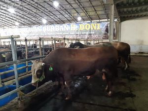 Bisnis Hewan Kurban di Tengah Pandemi Masih Moncer? Bisnis Hewan Kurban di Tengah Pandemi Masih Moncer?