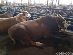 Sapi Kurban Seharga Mobil Langganan SBY hingga Jokowi, Berani Tebus?