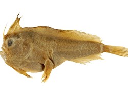 Ikan Bertangan Super Langka Dinyatakan Punah